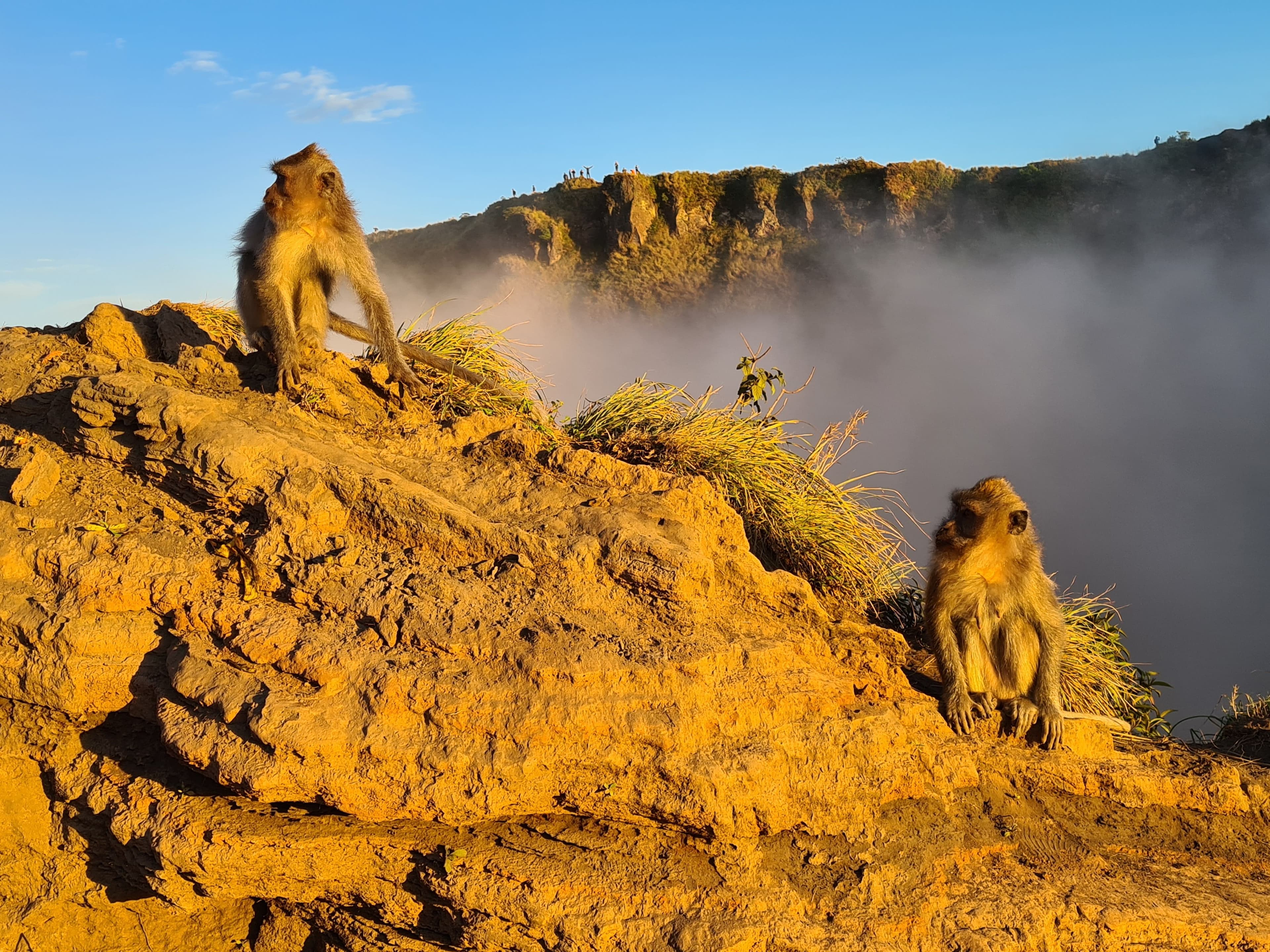 Mount Batur's Monkeys