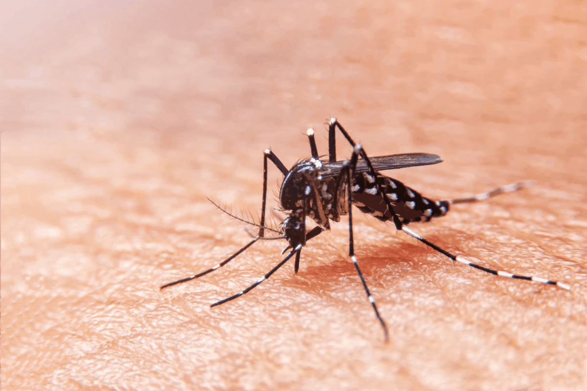 Mosquito that spreads dengue